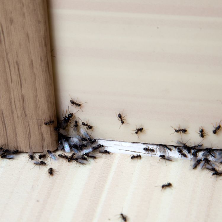 Legal and Safety Considerations in Pest Control: Ensuring Compliance and Protection